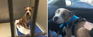 Pitbull salvato dalla strada si aggrappa alla spalla della sua nuova mamma per impedirle di andarsene