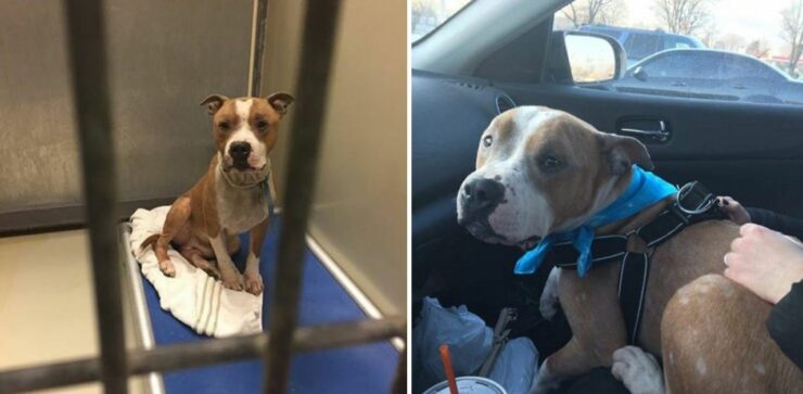 Pitbull salvato dalla strada si aggrappa alla spalla della sua nuova mamma per impedirle di andarsene