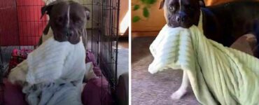 Il pitbull salvato dagli abusi ha uno strano modo di mostrare la sua felicità