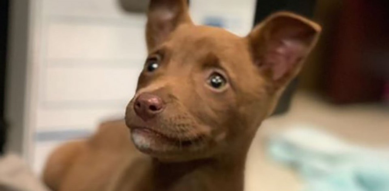 Cucciolina sfoggia il suo sorriso migliore