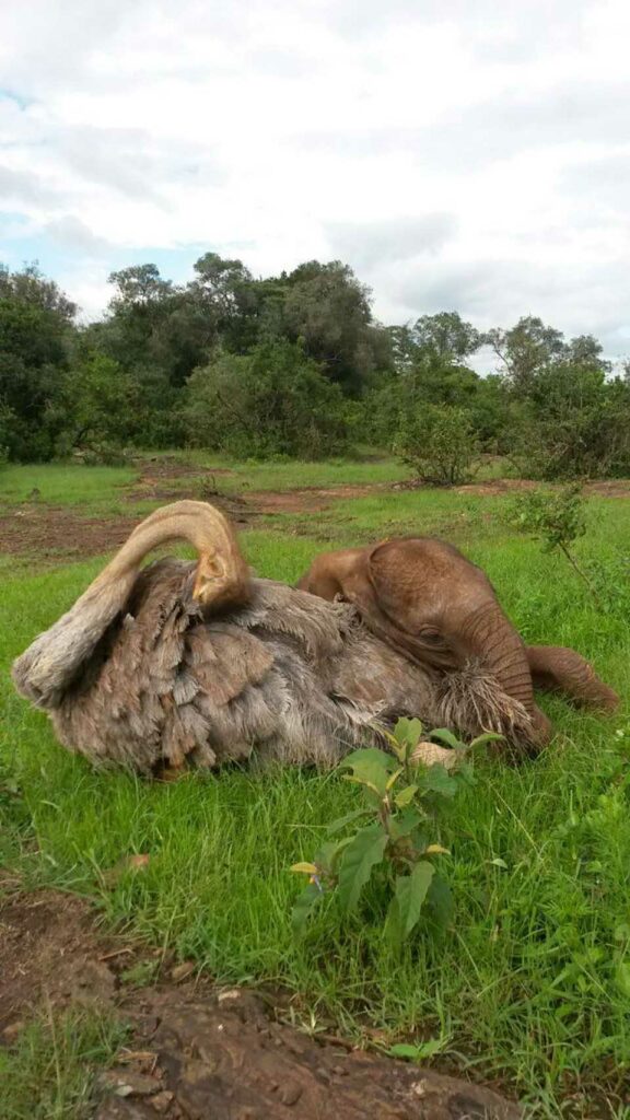 struzzo che coccola l'elefante