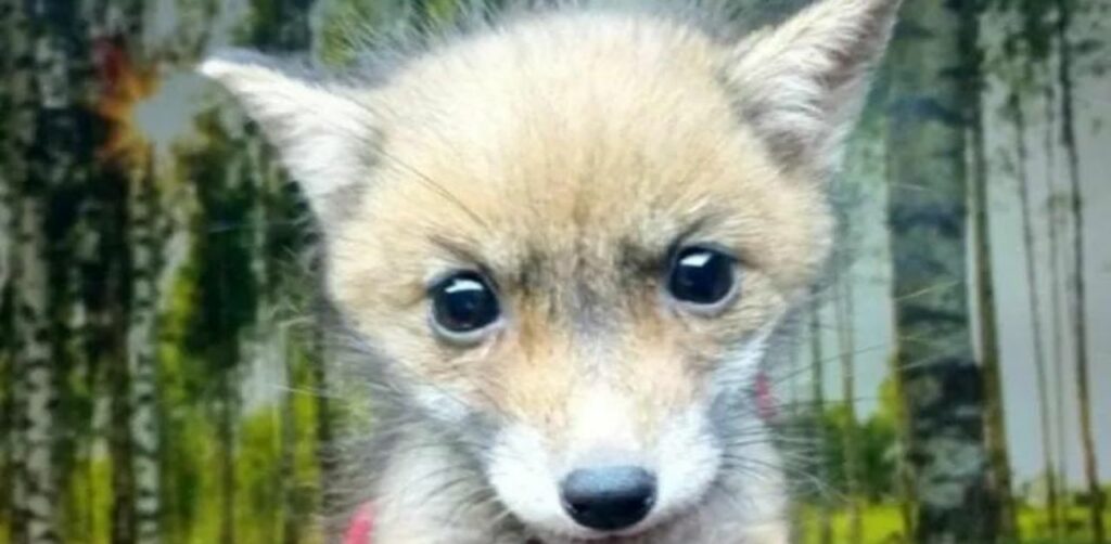 Cucciolo di volpe salvato nelle campagne pugliesi