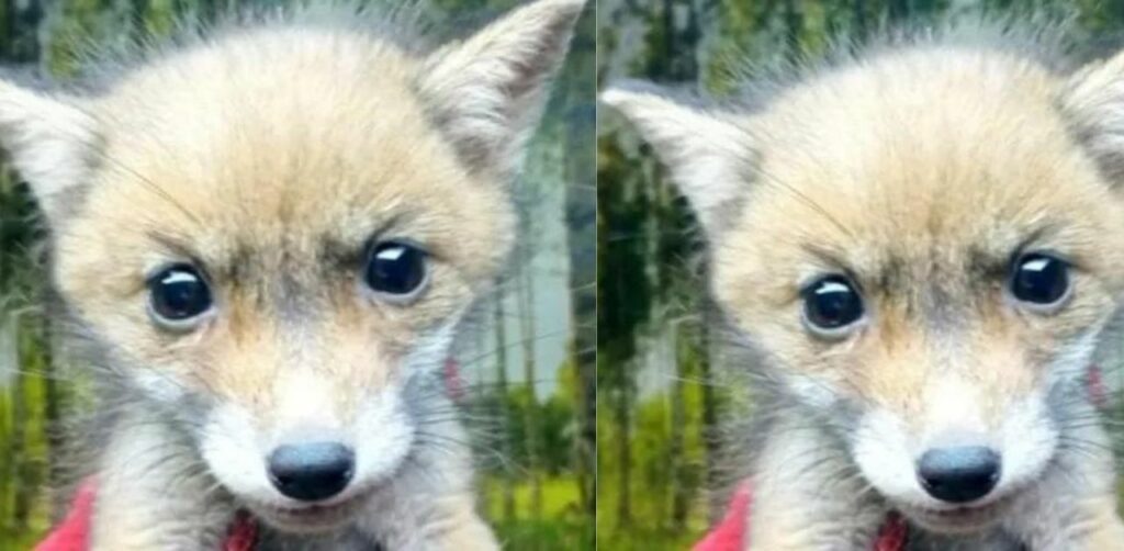 Cucciolo di volpe salvato nelle campagne pugliesi