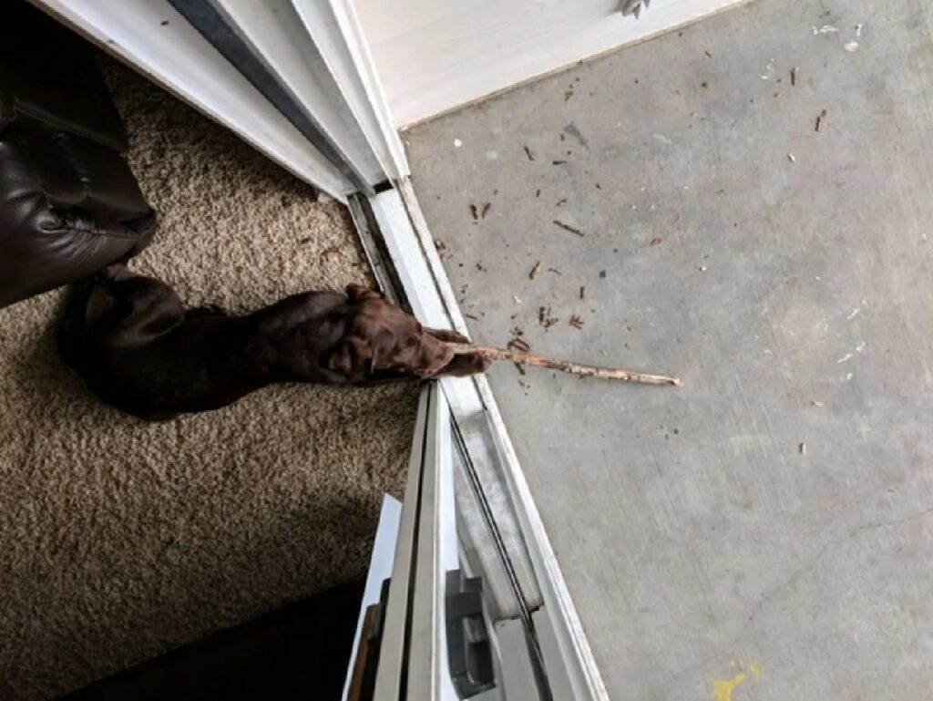 cane bastoncino fuori la porta 