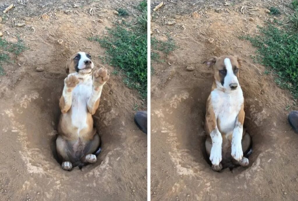 cagnolino scava le buche 