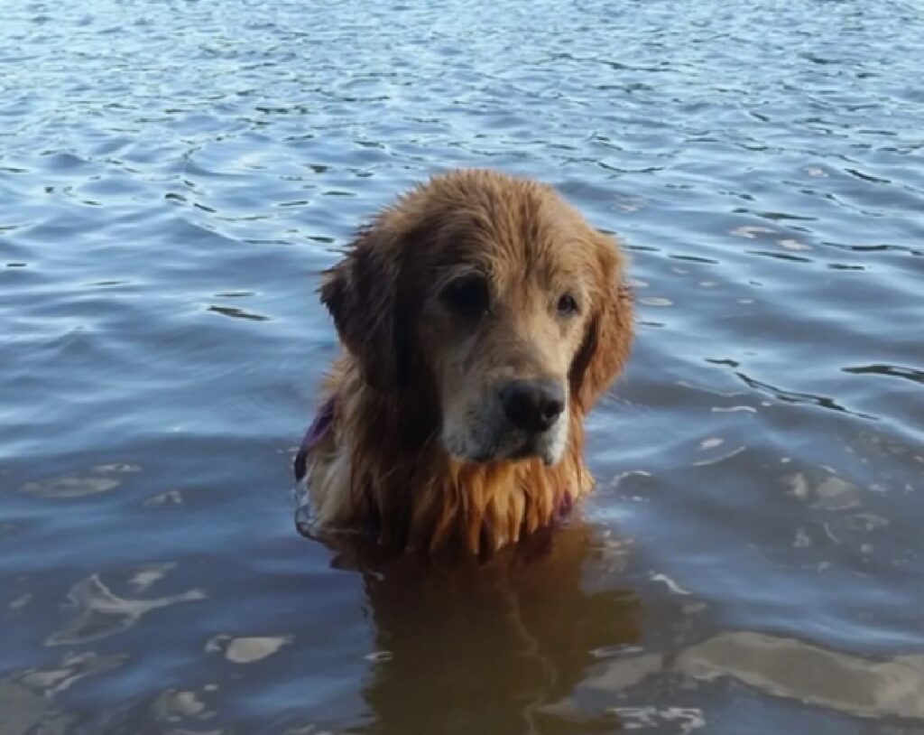 cane immerso nell'acqua 