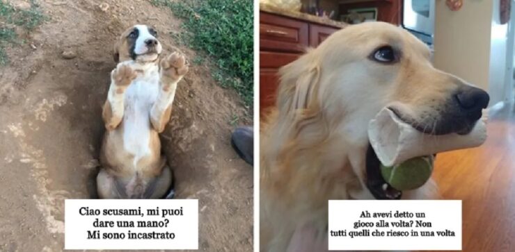 cani che sono simpatici per burle