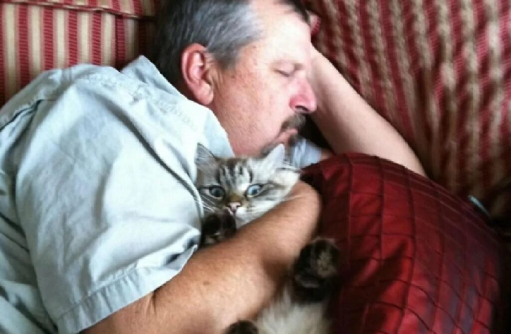 papà dorme gatto