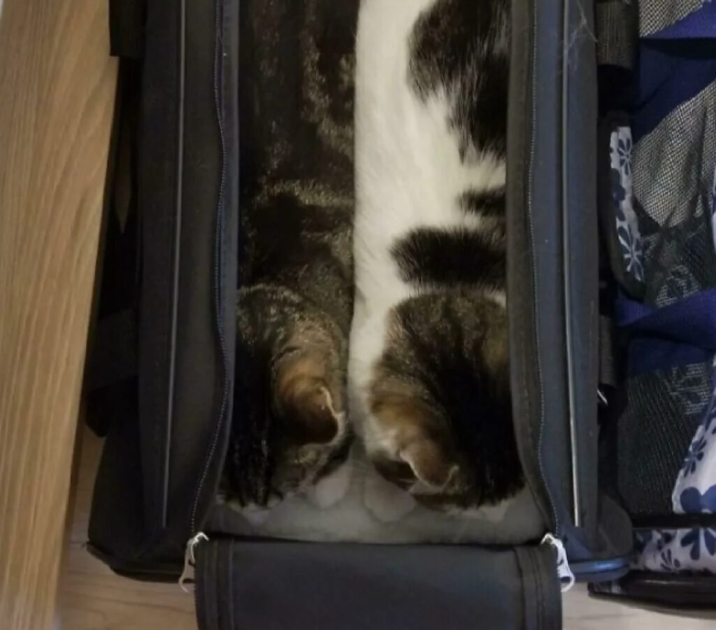 due gatti dentro la borsa 
