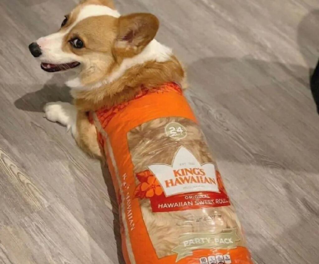 cane dentro busta pane 