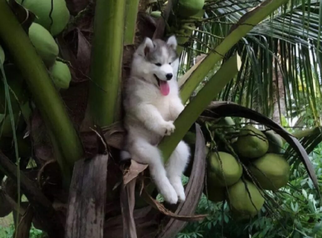cane su una pianta 