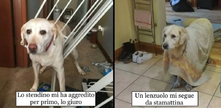 cani ai quali serve un piccolo aiutino