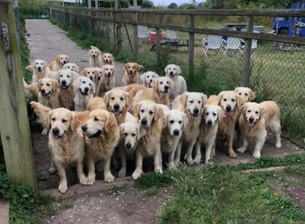 gruppo di cani si affaccia per salutare 