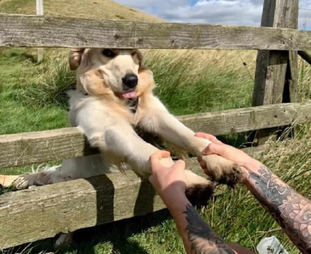 cane dietro la recinzione 