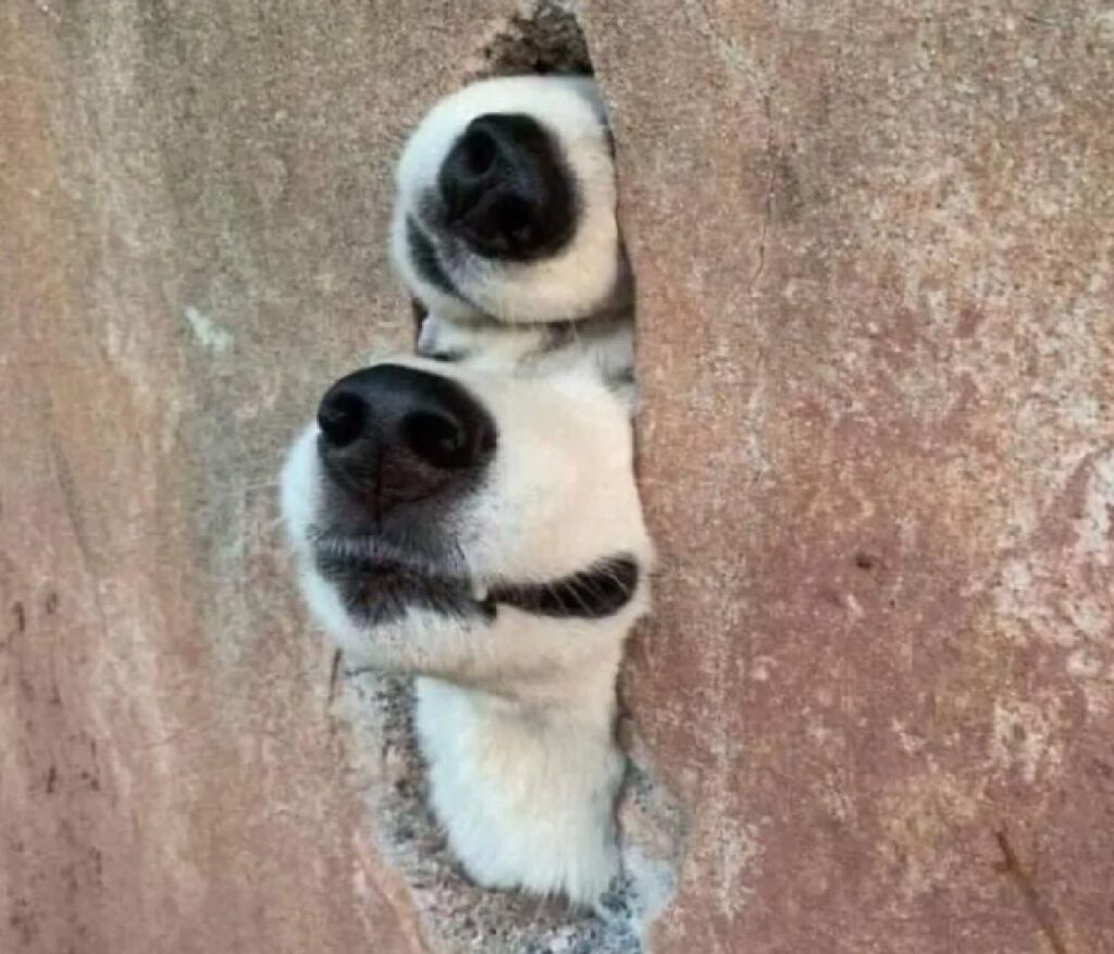 cane infilano naso nella fessura 