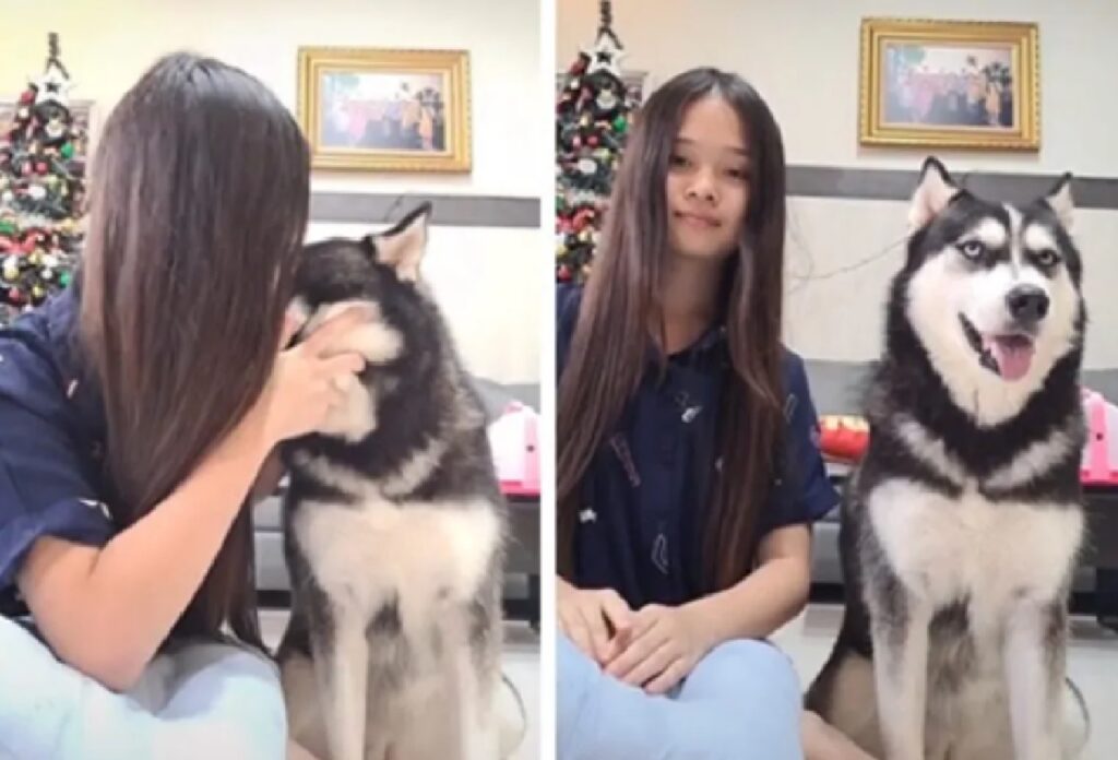 cane husky riceve bacio 