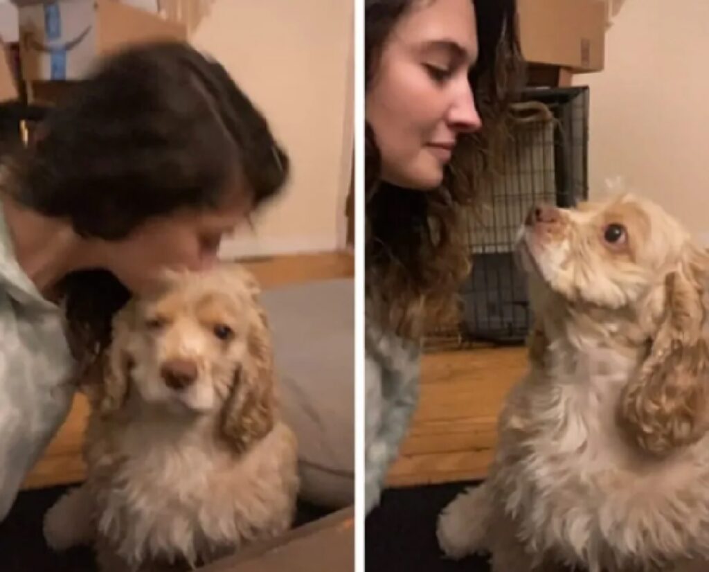 cagnolino guarda in alto 