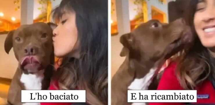 cani che ricevono baci