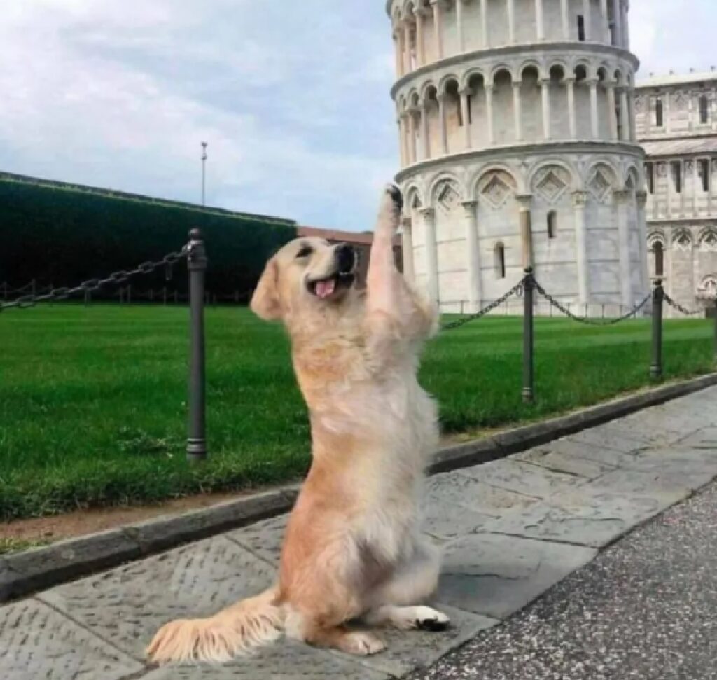 cane regge torre di pisa 