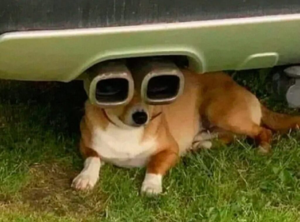 cane usa marmitta come occhiali 