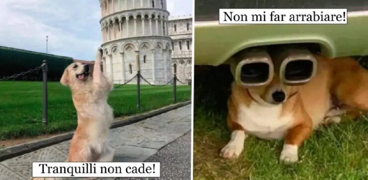 cani che vogliono dirci qualcosa