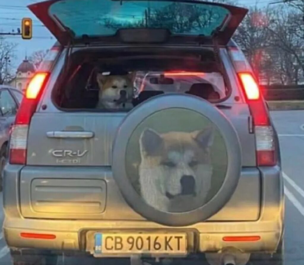 cane stessa faccia sulla ruota di scorta 