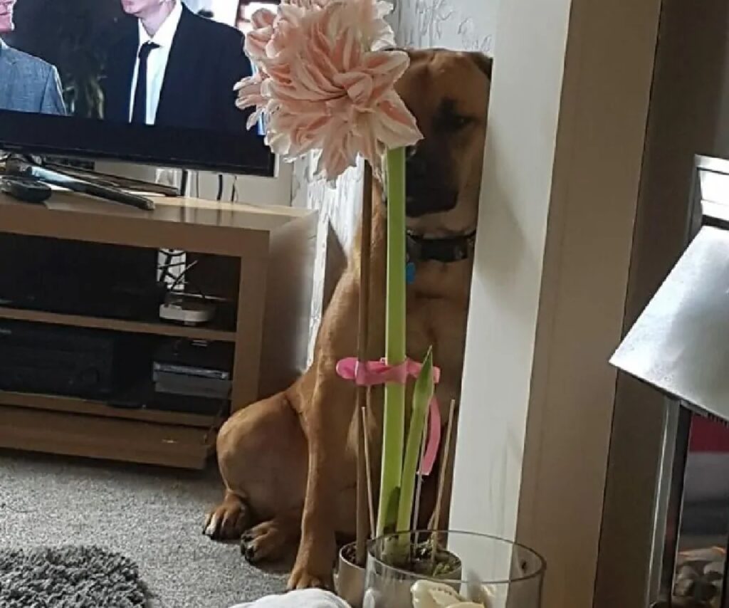 cane dietro fiore grande 