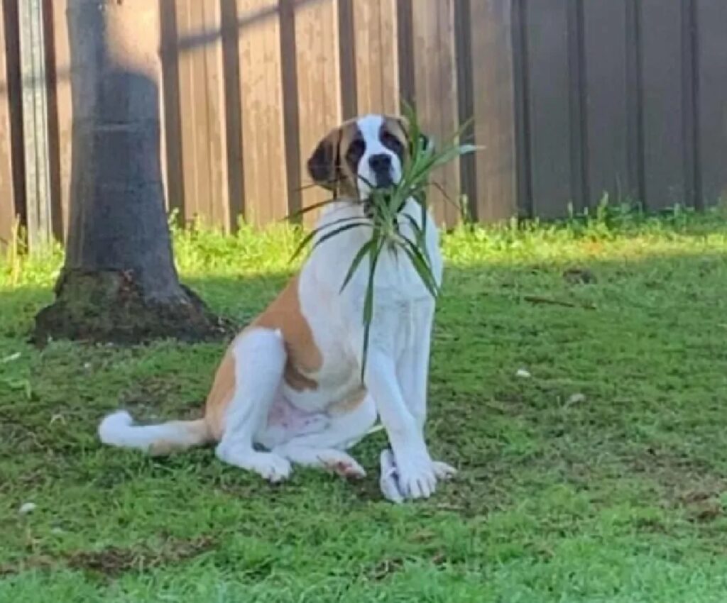 cane dietro pianta fine 