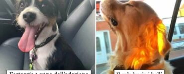 cani che con gioia cercano di andare avanti