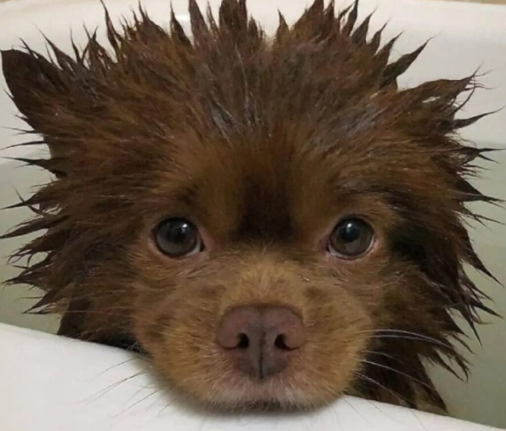 cane ha appena fatto il bagnetto 