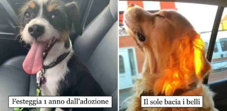 cani che con gioia cercano di andare avanti