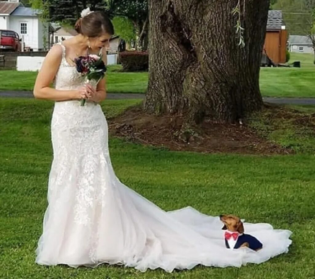 cane su vestito sposa 