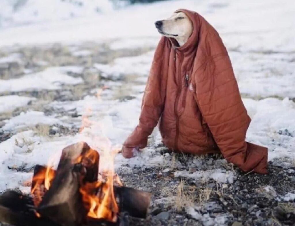 cane riscaldato dal fuoco 