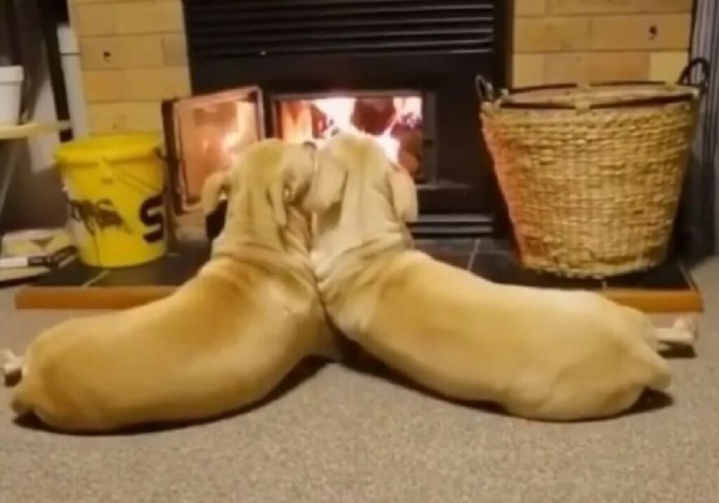 coppia cani testa a testa 