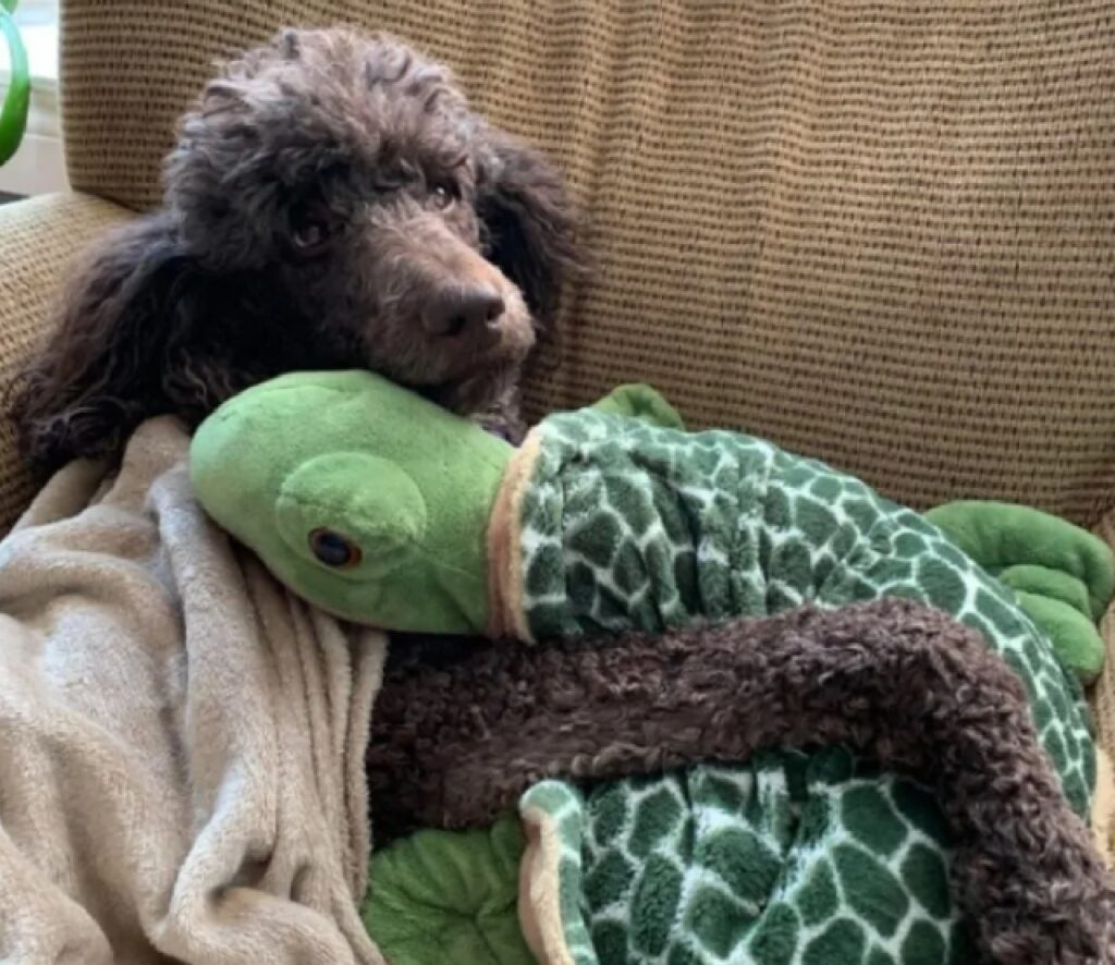 cane abbraccia tartaruga giocattolo 