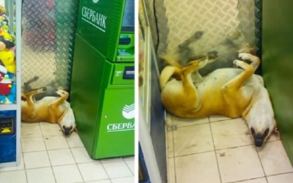cane dorme nel retro del negozio 
