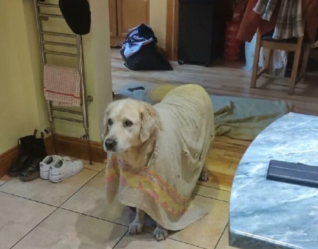 cane va in giro con coperta