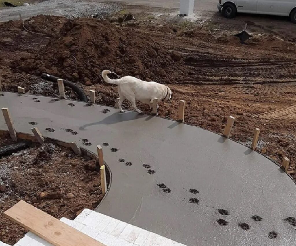 cane passa su cemento fresco 
