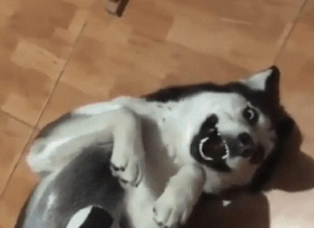 cane husky sorrisone 