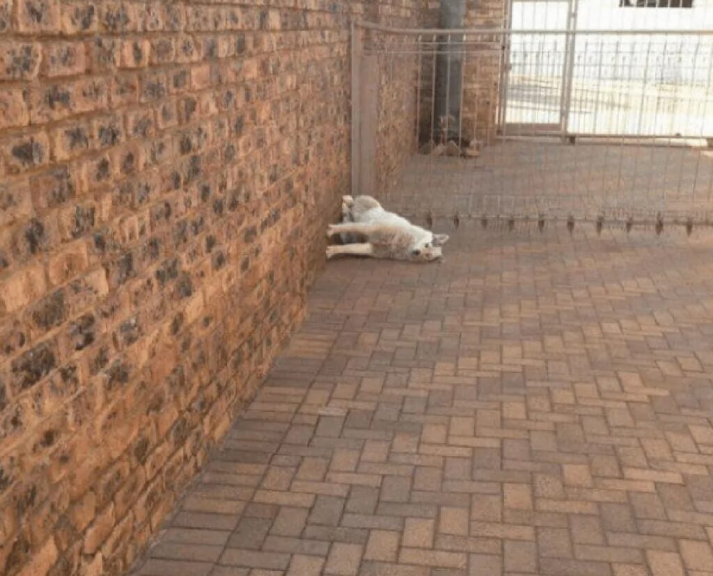 cane muro seduto al contrario 