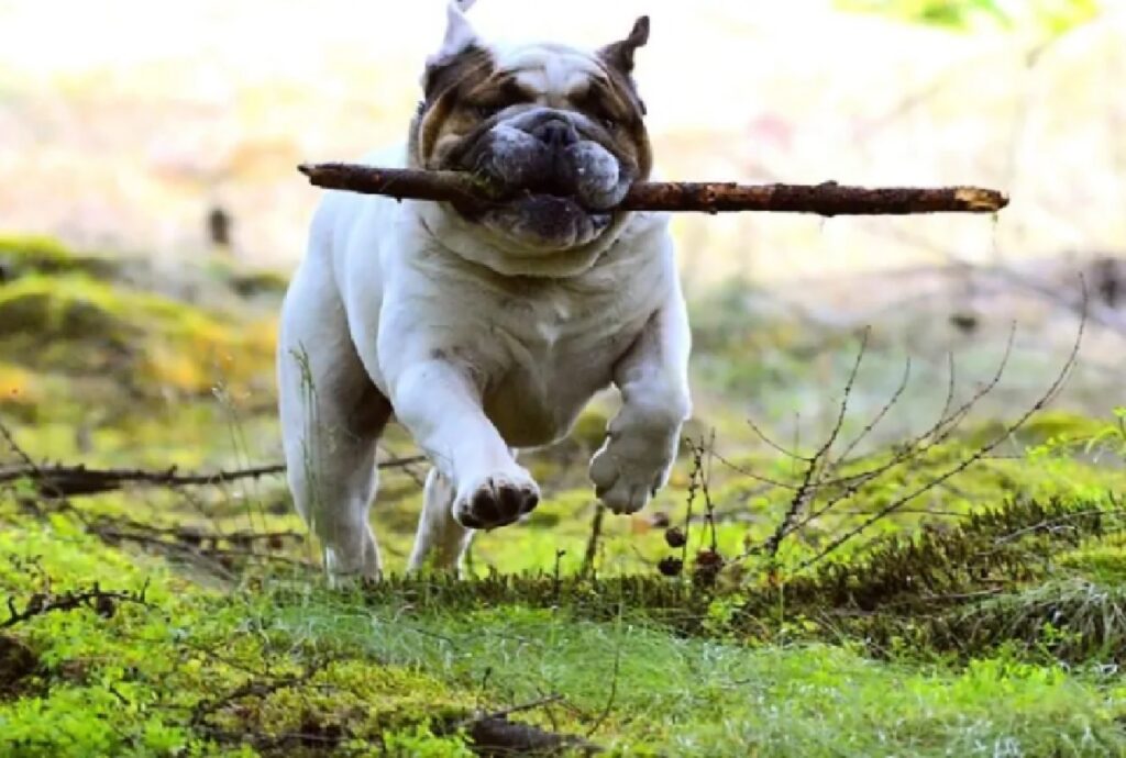 cane bastone tra i denti 