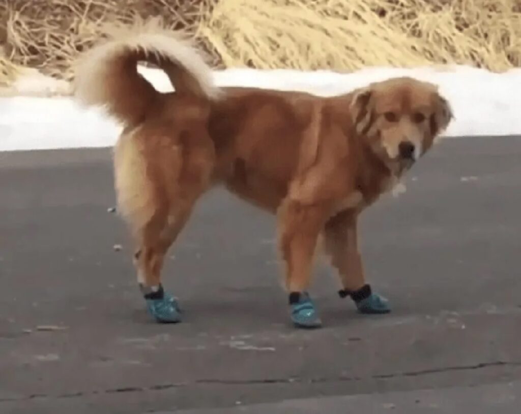 cane indossa scarpe 