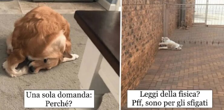 cani che hanno smesso di operare in modo corretto