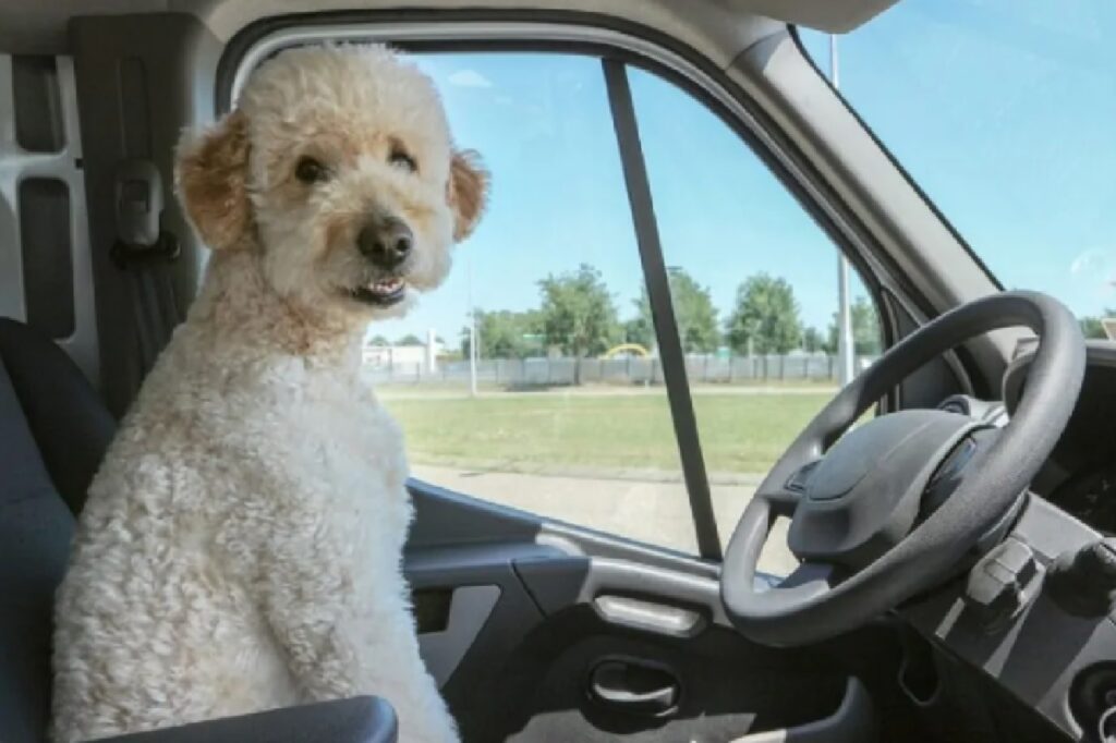 cane alla guida del camioncino 