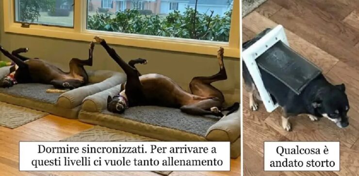 cani che non possono resistere senza compiere stranezze