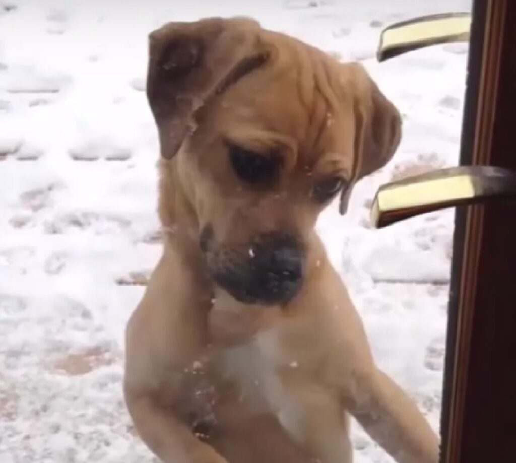 cane fuori la porta di casa 