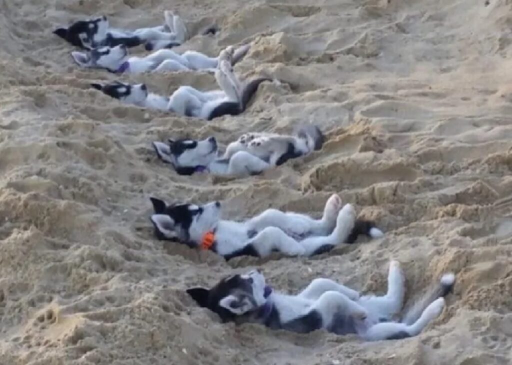 cani husky sulla sabbia 
