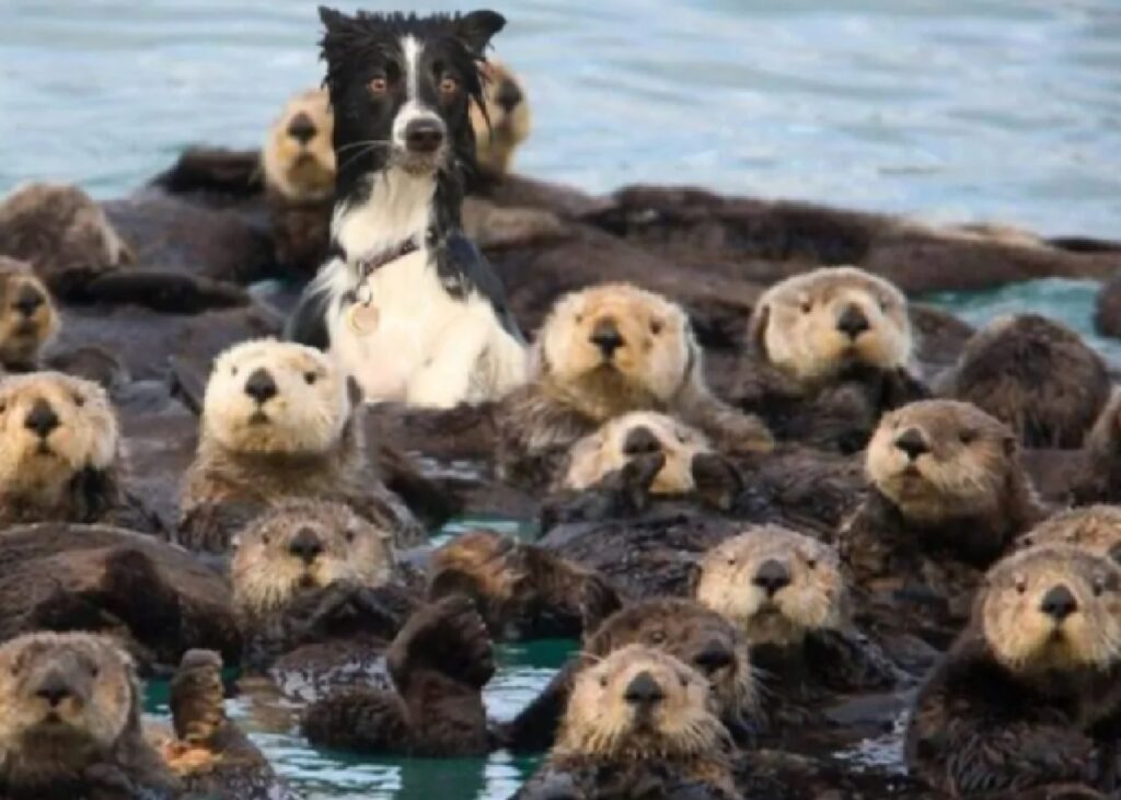 cane si confonde in mezzo foche 