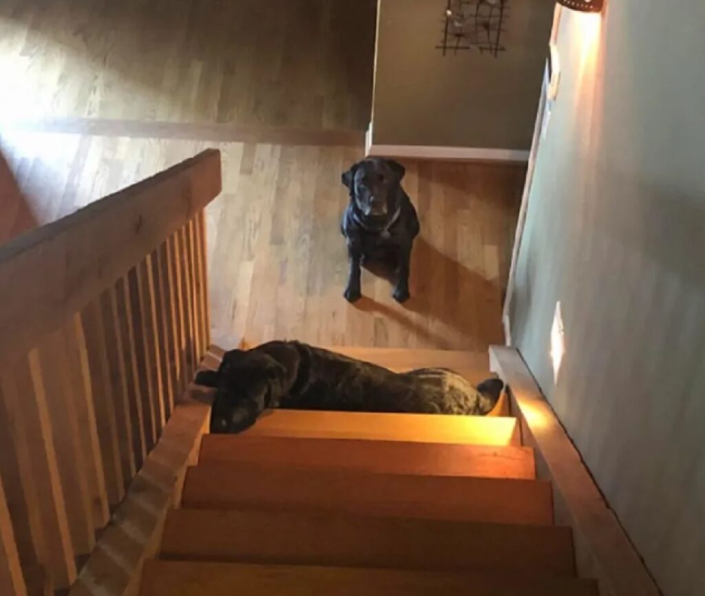 cane non può salire scale 