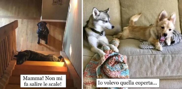 cani che non vedono l'ora di liberarsi